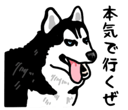 Wanko-Biyori Vol.4 Siberian husky sticker #11143363