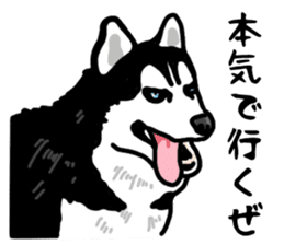 Wanko-Biyori Vol.4 Siberian husky sticker #11143363