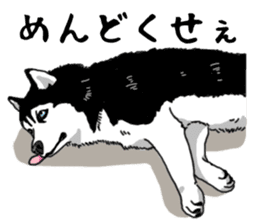 Wanko-Biyori Vol.4 Siberian husky sticker #11143371