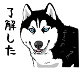 Wanko-Biyori Vol.4 Siberian husky sticker #11143374