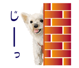 I love! Yorkshire terrier Vol.2 sticker #11153963