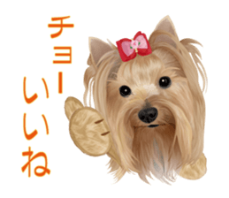 I love! Yorkshire terrier Vol.2 sticker #11153966