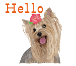 I love! Yorkshire terrier Vol.2 sticker #11153972