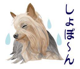 I love! Yorkshire terrier Vol.2 sticker #11153982