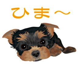 I love! Yorkshire terrier Vol.2 sticker #11153984