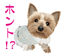 I love! Yorkshire terrier Vol.2 sticker #11153987