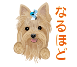 I love! Yorkshire terrier Vol.2 sticker #11153988
