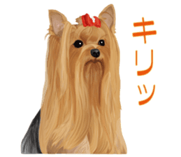 I love! Yorkshire terrier Vol.2 sticker #11153989