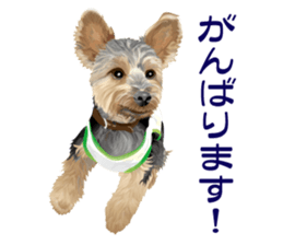 I love! Yorkshire terrier Vol.2 sticker #11153995