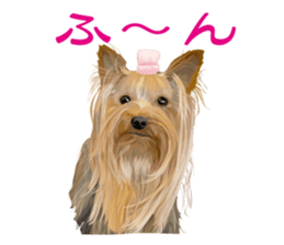 I love! Yorkshire terrier Vol.2 sticker #11153997