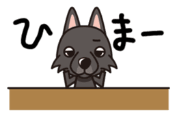 iinu - Schipperke sticker #11156409