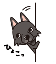 iinu - Schipperke sticker #11156454