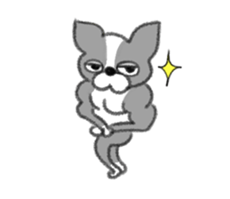 Everyday of Boston Terrier sticker #11159707