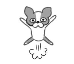 Everyday of Boston Terrier sticker #11159719