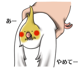 Creatures such as the cockatiel 4 sticker #11164316