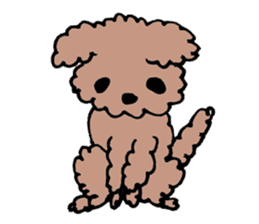 toy poodle Akubi sticker #11175343