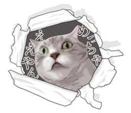 Cat's on the other side of the hole sticker #11183304