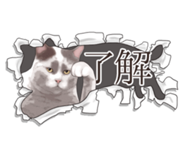 Cat's on the other side of the hole sticker #11183320