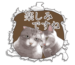 Cat's on the other side of the hole sticker #11183327