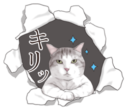 Cat's on the other side of the hole sticker #11183328