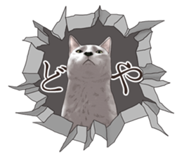 Cat's on the other side of the hole sticker #11183329