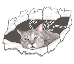 Cat's on the other side of the hole sticker #11183332