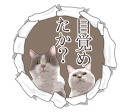 Cat's on the other side of the hole sticker #11183336