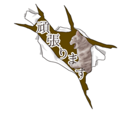 Cat's on the other side of the hole sticker #11183341