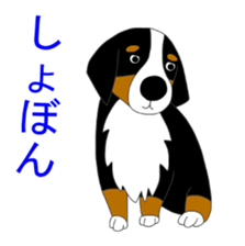 Bernese Mountain Dog Stickers sticker #11224666