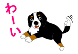 Bernese Mountain Dog Stickers sticker #11224672