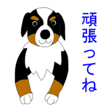 Bernese Mountain Dog Stickers sticker #11224675