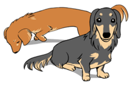 There is a dachshund together. sticker #11228389