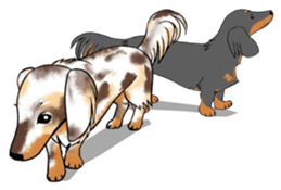 There is a dachshund together. sticker #11228391