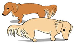 There is a dachshund together. sticker #11228398
