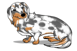 There is a dachshund together. sticker #11228405