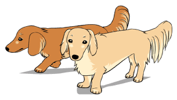 There is a dachshund together. sticker #11228407