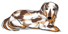 There is a dachshund together. sticker #11228409