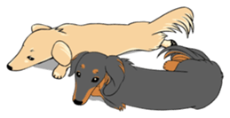 There is a dachshund together. sticker #11228413