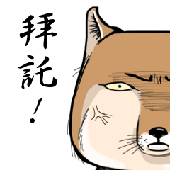 Orange comic-Tibetan Fox's true feelings