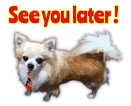 Komaru of a Chihuahua 2 (English) sticker #11252884