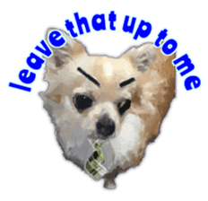 Komaru of a Chihuahua 2 (English) sticker #11252895