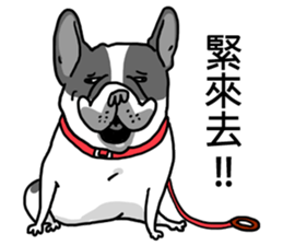 Half Sugar without ice frenchbulldog 2 sticker #11260073