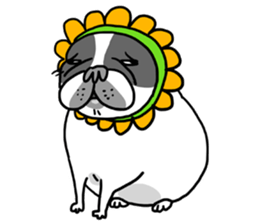 Half Sugar without ice frenchbulldog 2 sticker #11260077