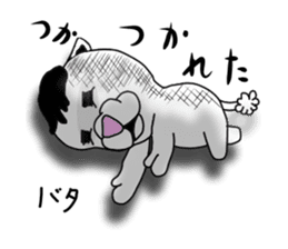 toy poodle of shaved sides sticker #11274107