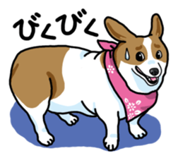 Wanko-Biyori Vol.5 Corgi sticker #11283522