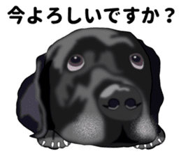 Everyday black Labrador(Honorific ed) sticker #11288034
