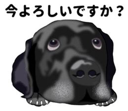 Everyday black Labrador(Honorific ed) sticker #11288034