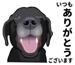 Everyday black Labrador(Honorific ed) sticker #11288035
