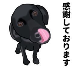 Everyday black Labrador(Honorific ed) sticker #11288036