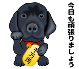 Everyday black Labrador(Honorific ed) sticker #11288038